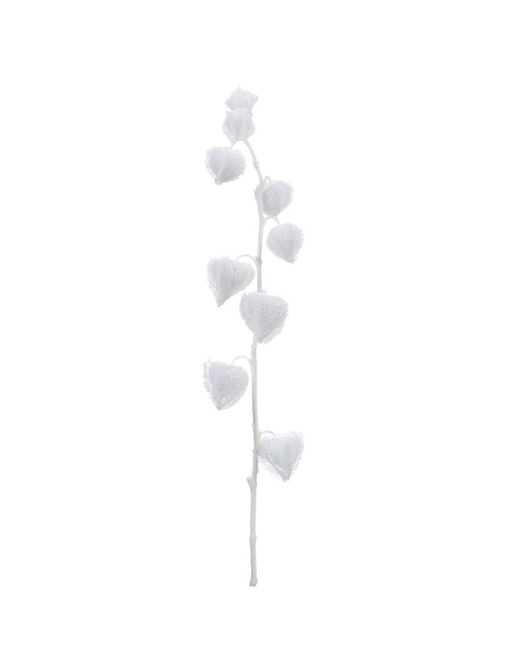 Physalis neige H91 blanc
