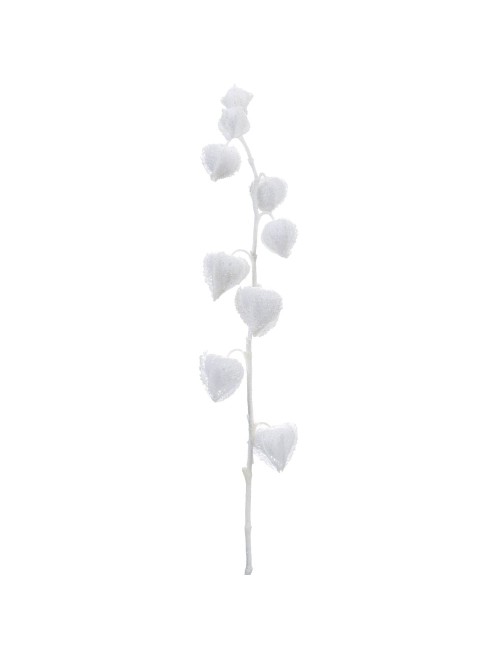 Physalis neige H91  blanc