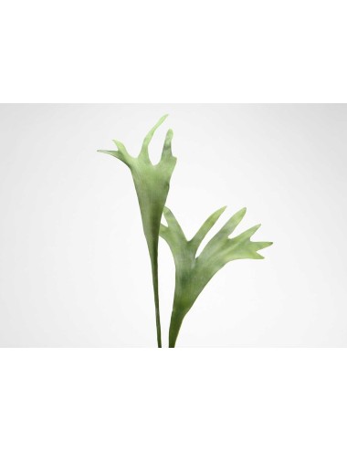 TIGES PLATYCE H71