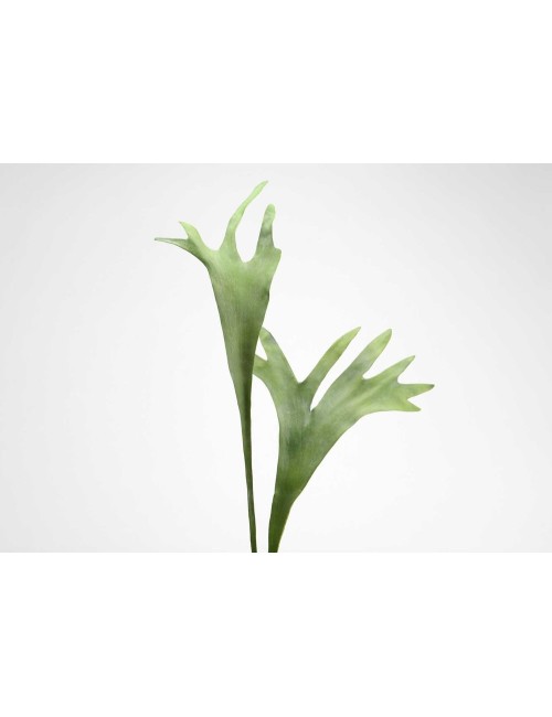 TIGES PLATYCE H71