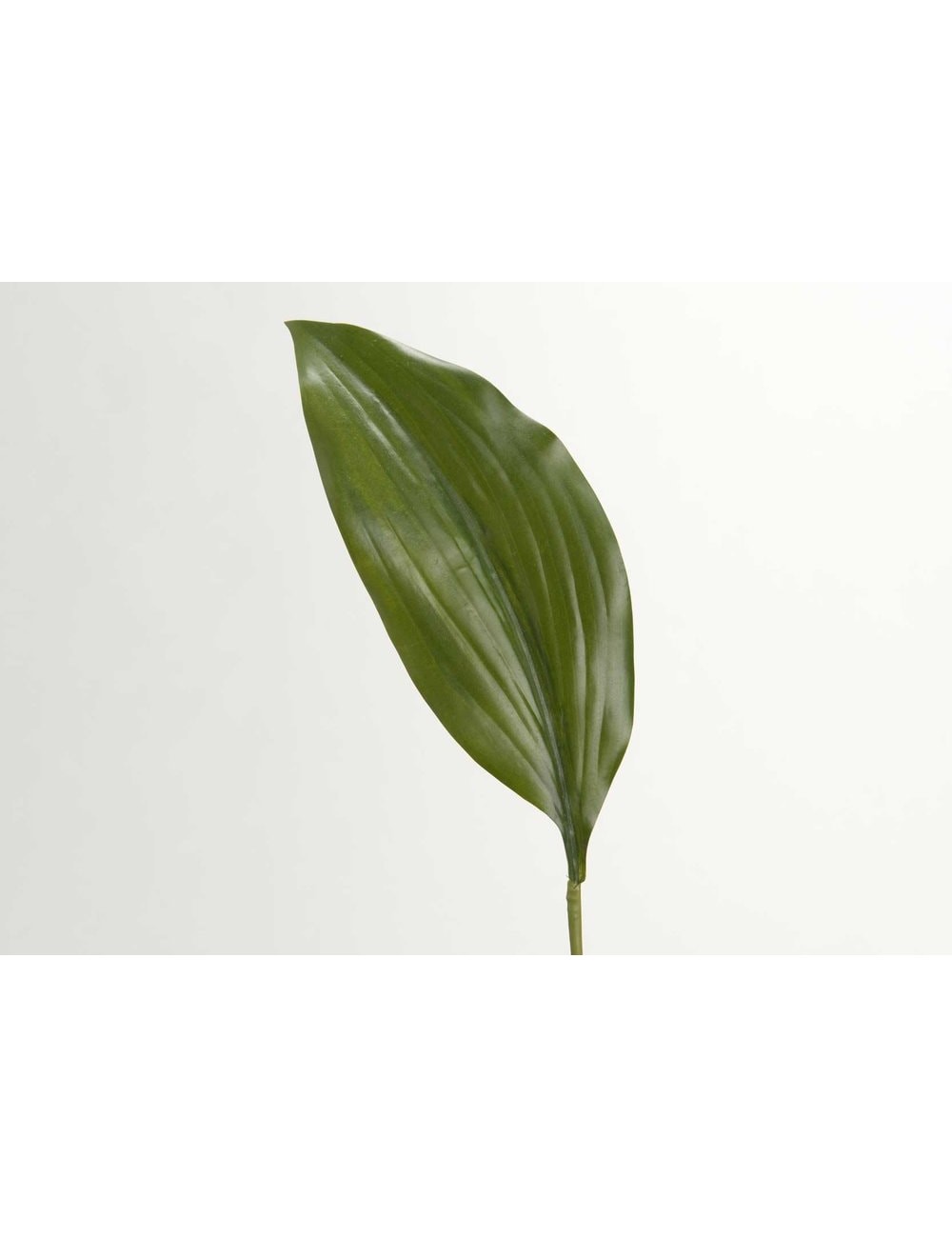 FEUILLE ASPIDIS H46