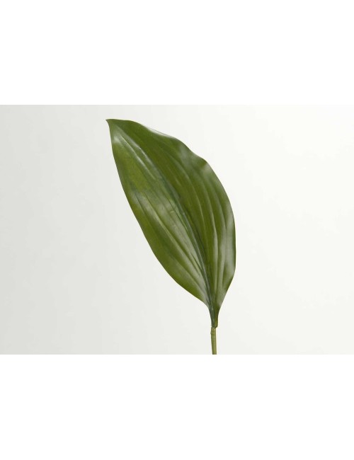 FEUILLE ASPIDIS H46