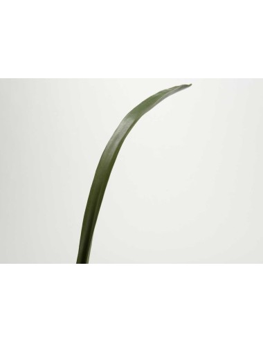FEUILLE CYM H76 VE