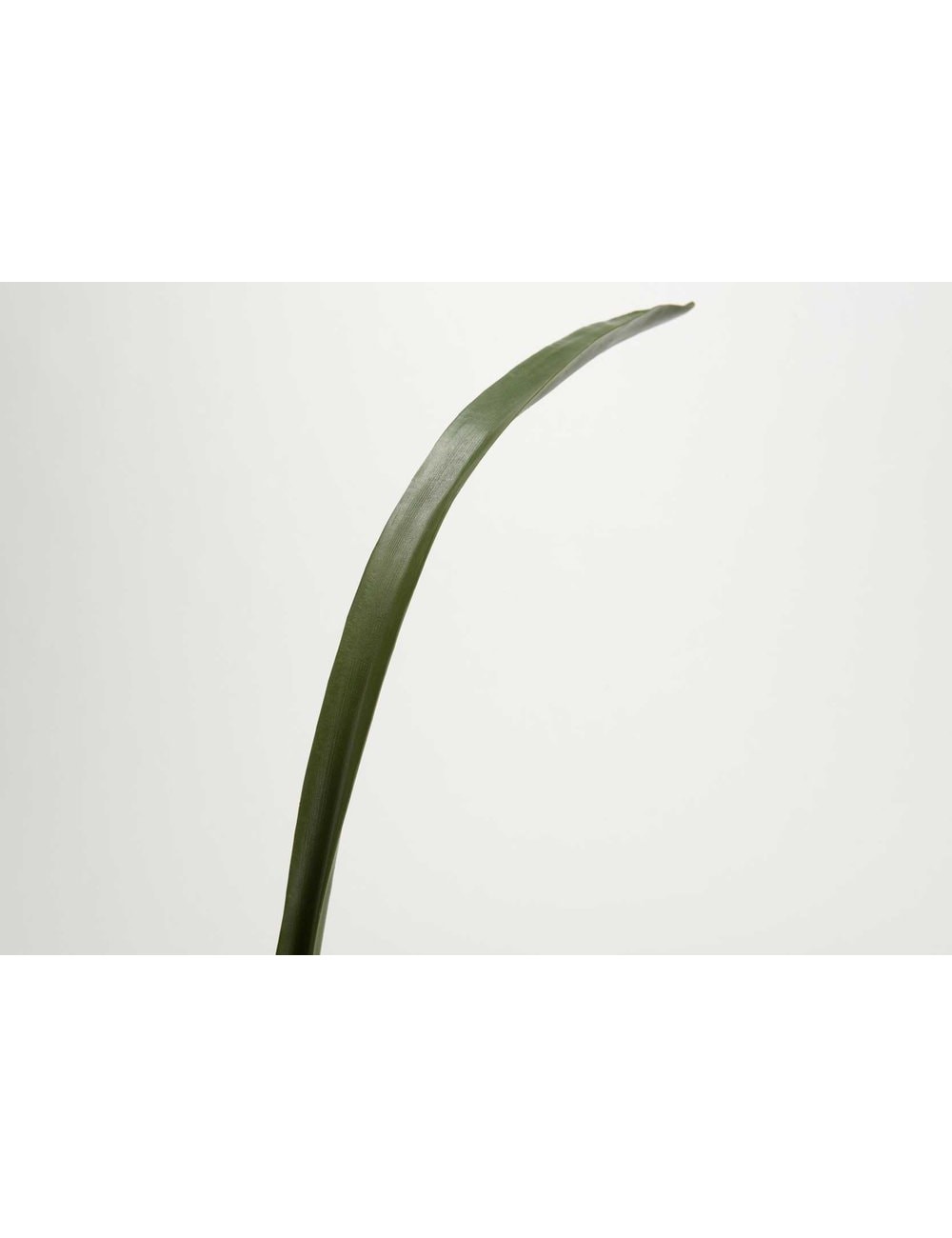 FEUILLE CYM H76 VE