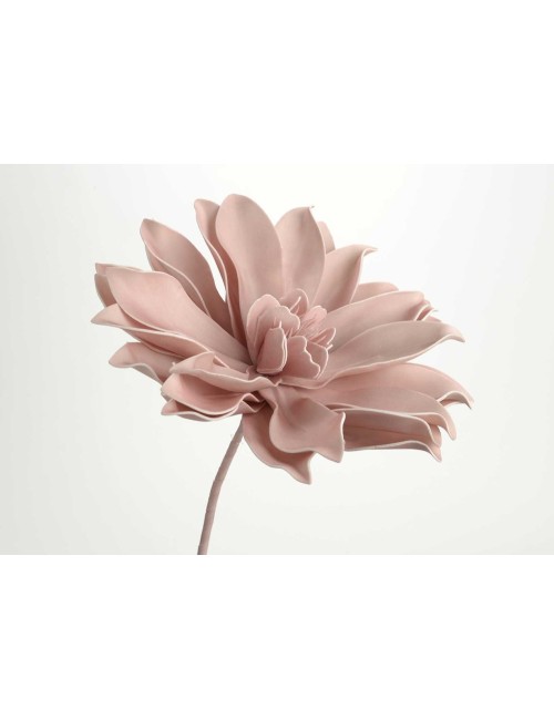 Fleur Pana H80 Rose