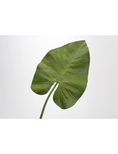 FEUILLE DE CALLA H86