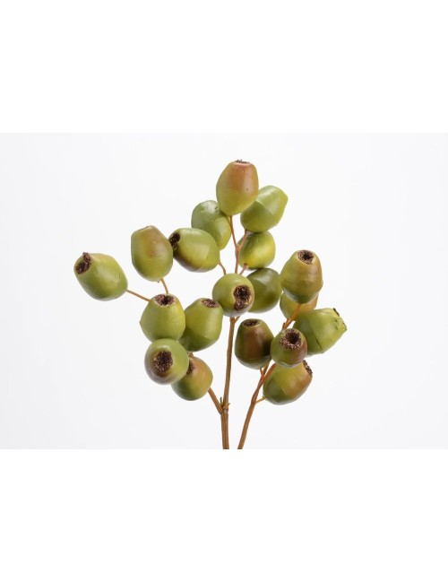 GRAINES EUCALYP H45