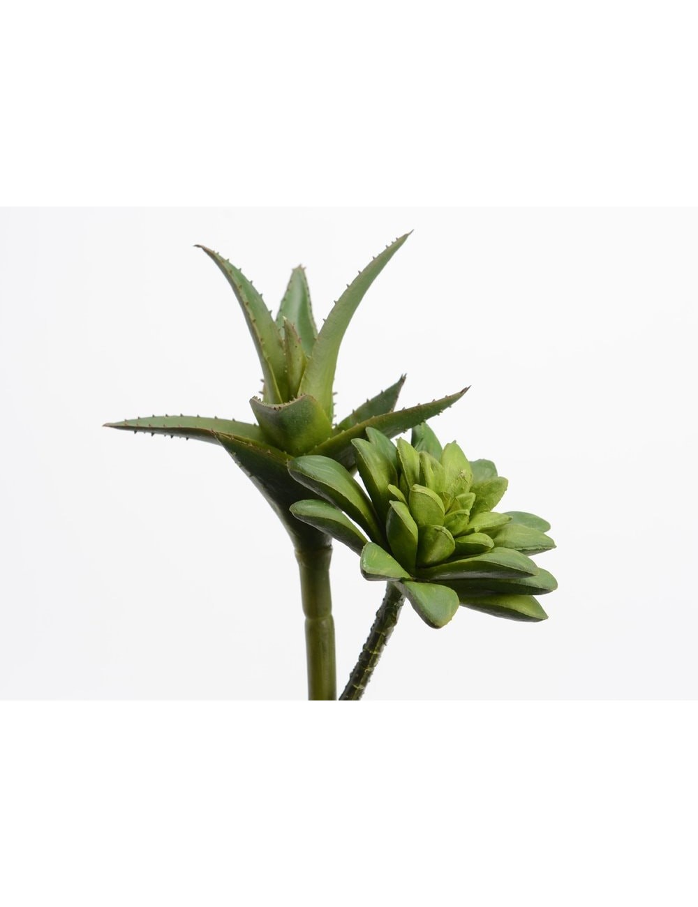 AGAVE &ECHEVERIA H19