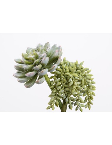 SEDUM CHUTE & ECHE H17VC