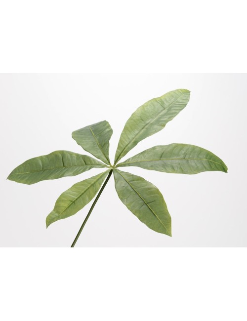 FEUILLE SCHEFLE ROYAL H110