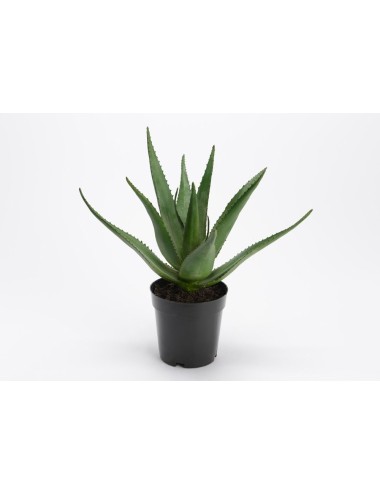 ALOE FEROX POT H38