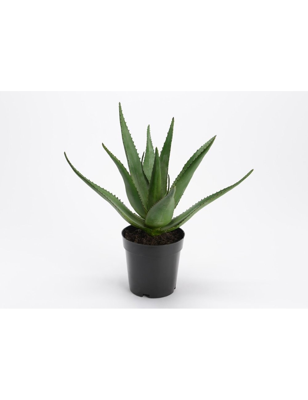 ALOE FEROX POT H38