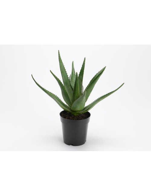ALOE FEROX POT H38