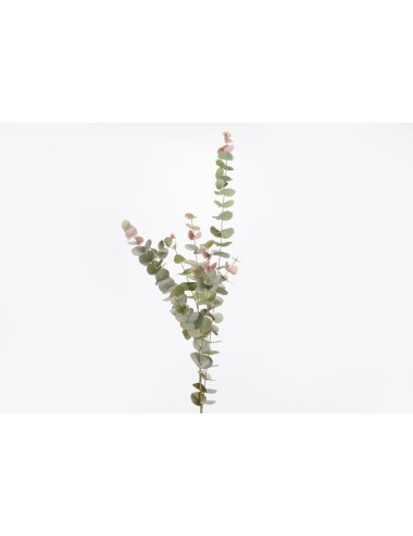 EUCALYP ROYAL H120