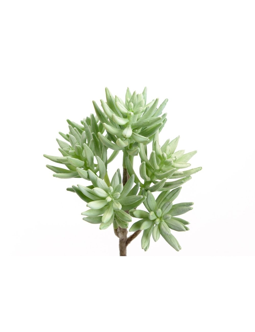 ECHEVERIA PROLIFICA H22