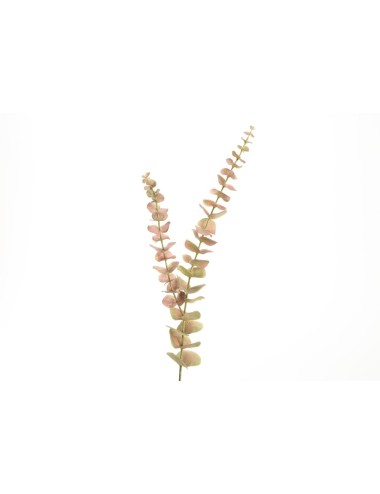 EUCALYPTUS OOREKA H72