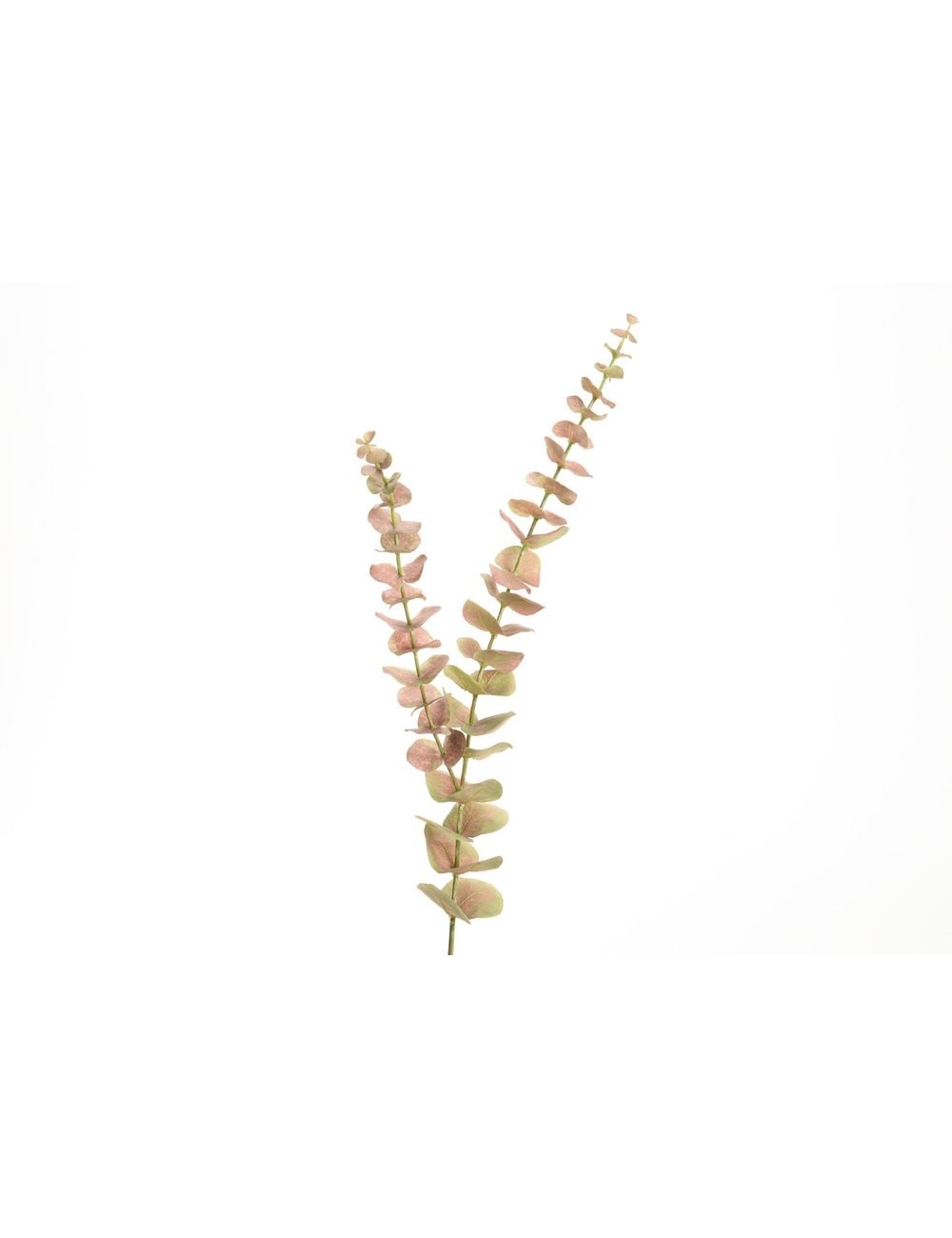 EUCALYPTUS OOREKA H72