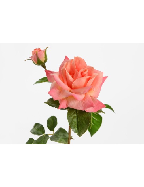 ROSE MELODY REAL H53 CORAIL