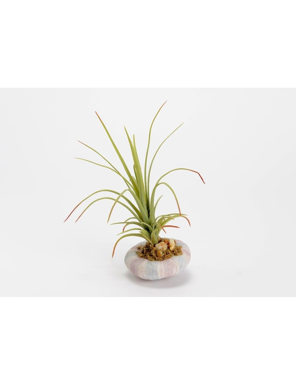 TILLANDSIA OURSIN H20
