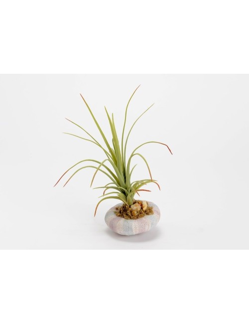 TILLANDSIA OURSIN H20