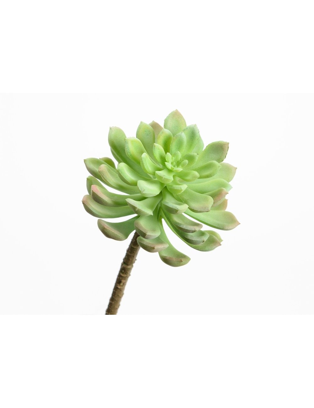 ECHEVERIA ORION H18