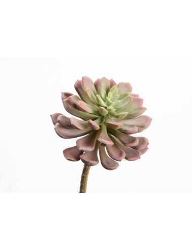 ECHEVERIA ORION H13