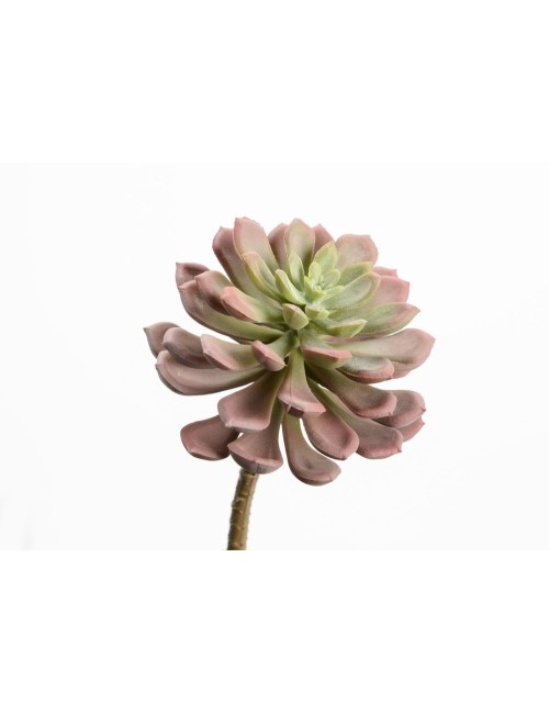 ECHEVERIA ORION H13