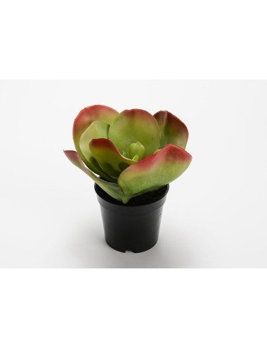 KALANCH THYRSI H20