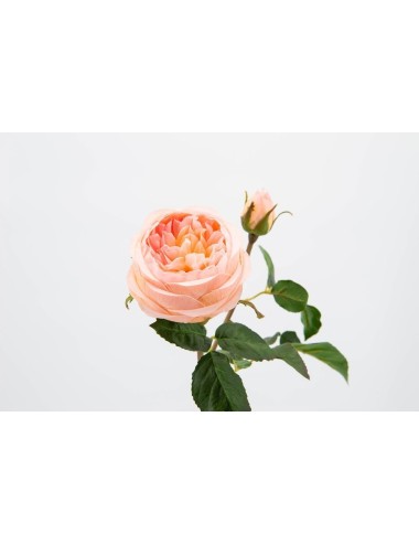 ROSE REDOUTEE REALITY H50 RS