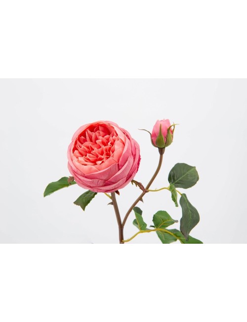 ROSE REDOUTEE REALITY H50CO