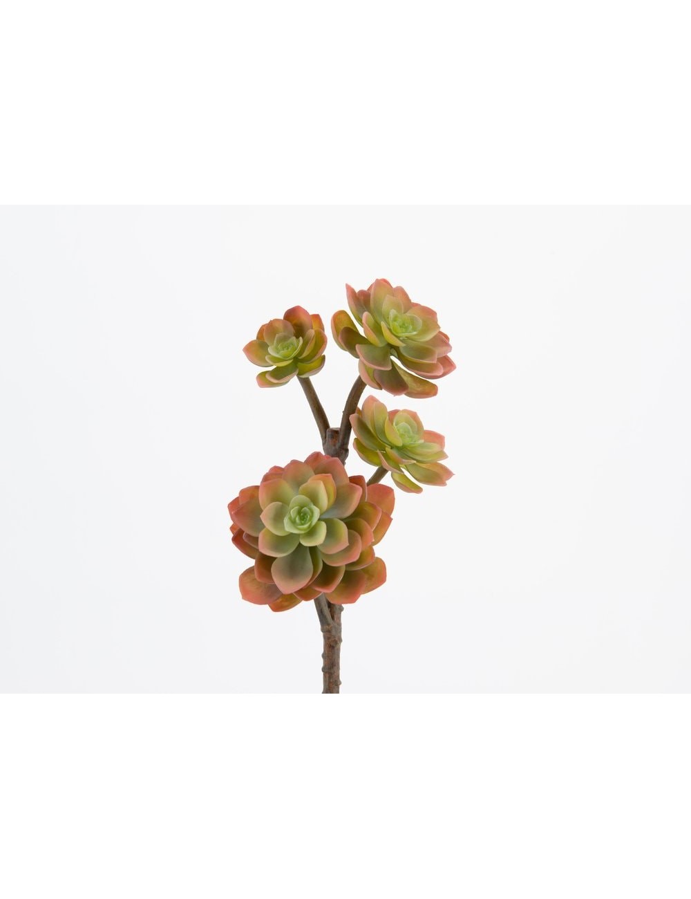 BRANCHE ECHEVERIA