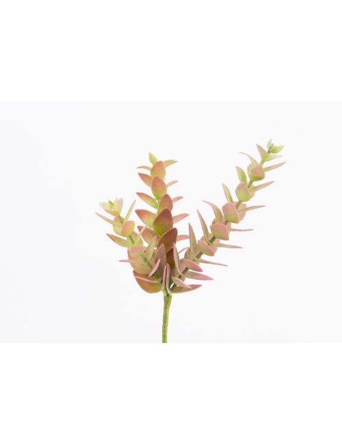 CACTUS COLORATA H25