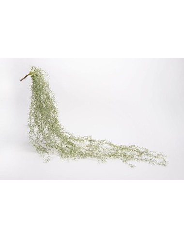 Chute Tillandsia Royal H135