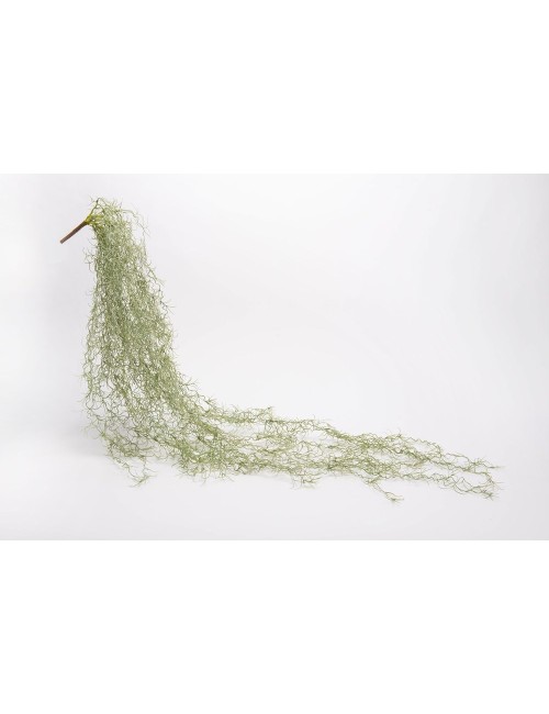 Chute Tillandsia Royal H135