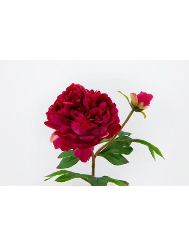 PIVOINE SPLENDOR REALITY H65 FU