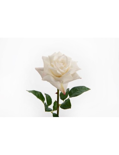 ROSE LADY REALITY BLCHE
