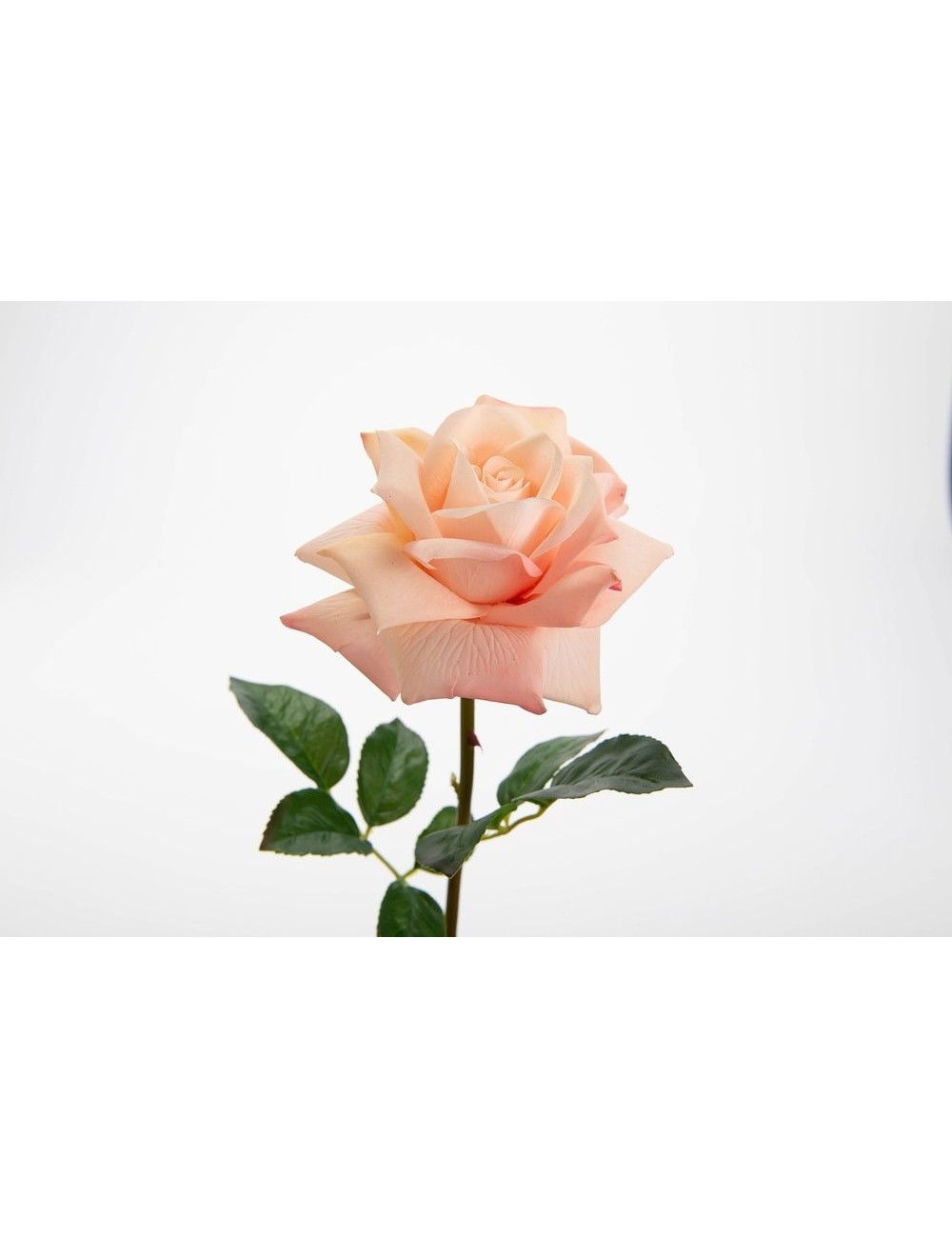 ROSE LADY REALITY H55 PECHE