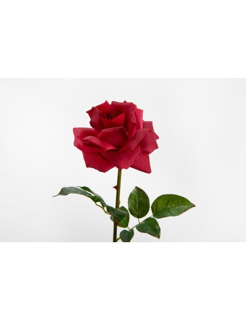 ROSE LADY REALITY FUSHIA