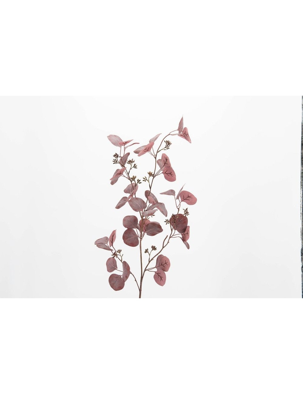 EUCALYPTUS GUNII H115