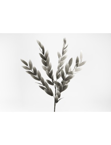 TIGE LAURIER GRIS H106
