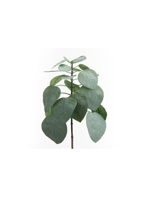 FEUILLE COTINUS H42