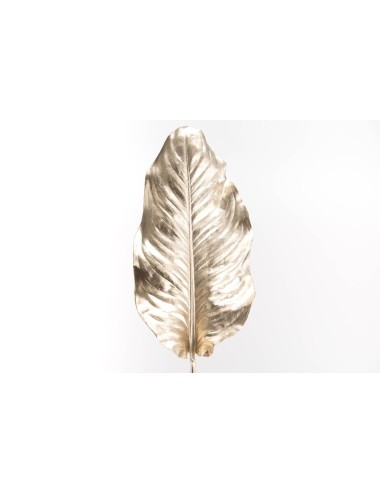 FEUILLE ASPLENIUM H98