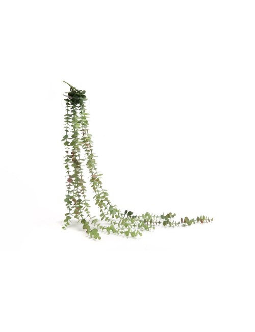 Piquet Chute Eucalyptus H80