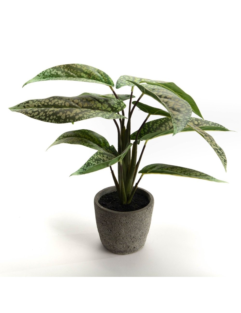 AGLAONEMA POT H35