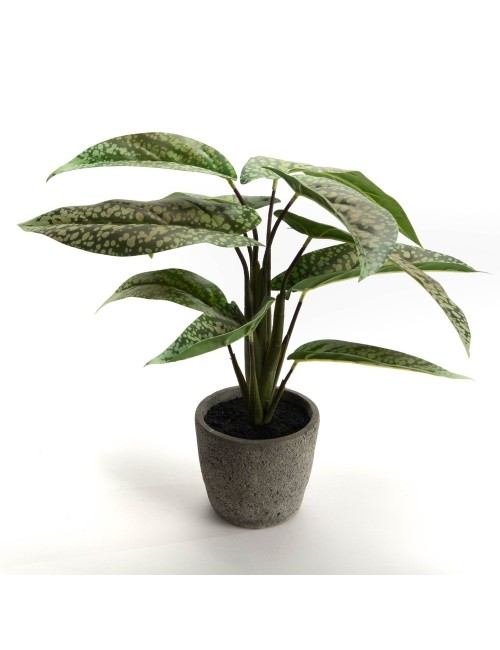 AGLAONEMA POT H35