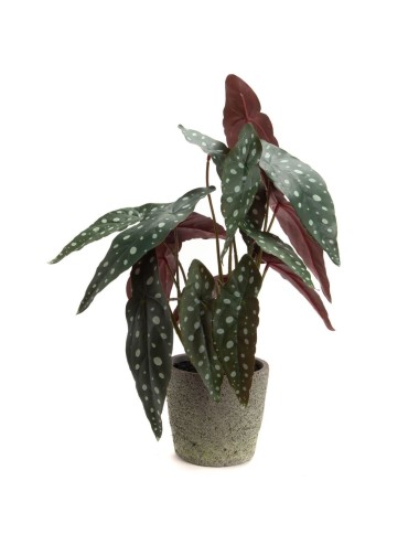 BEGONIA MACULATA POT H41