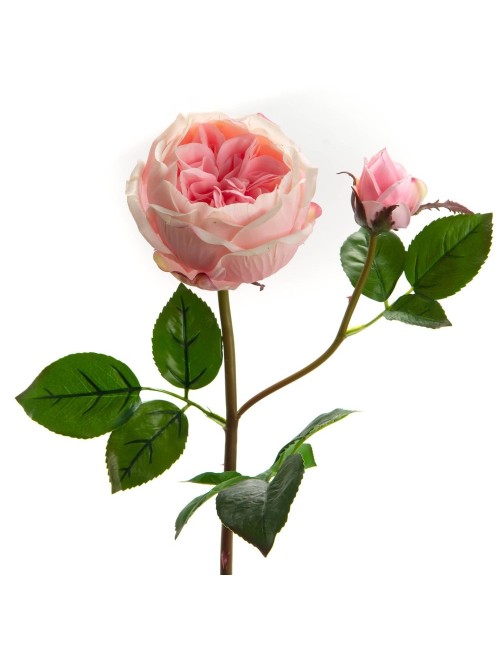 ROSE CENTI REALITY H59