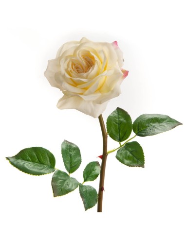 Rose Floribunda Reality H60