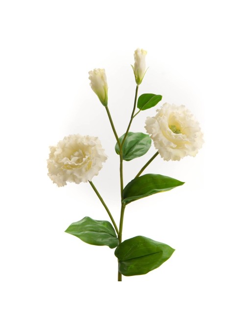 LISIANTHUS REALITY H62