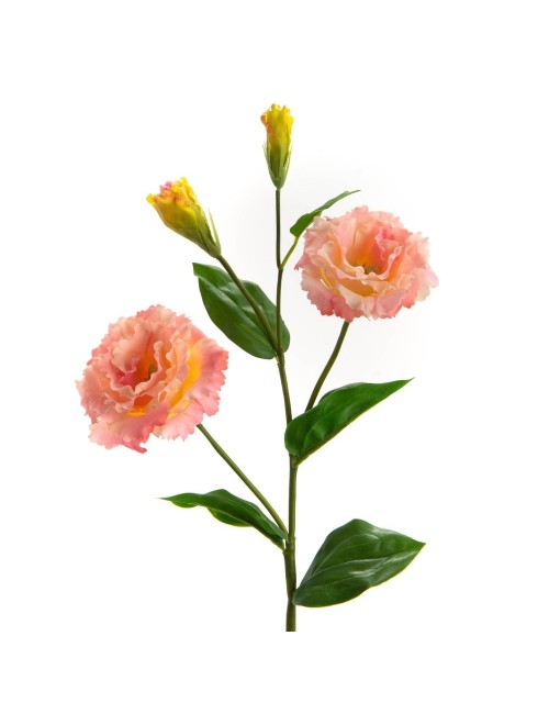LISIANTHUS REALITY H62
